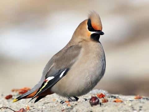 معلومات عن الطيور معلومات عنها وطرق عيشها وغذائها وبيئتها والتربية المنزلية والتكاثر أكبر موضوع شامل.