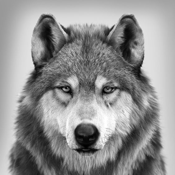 حيوان الذئب