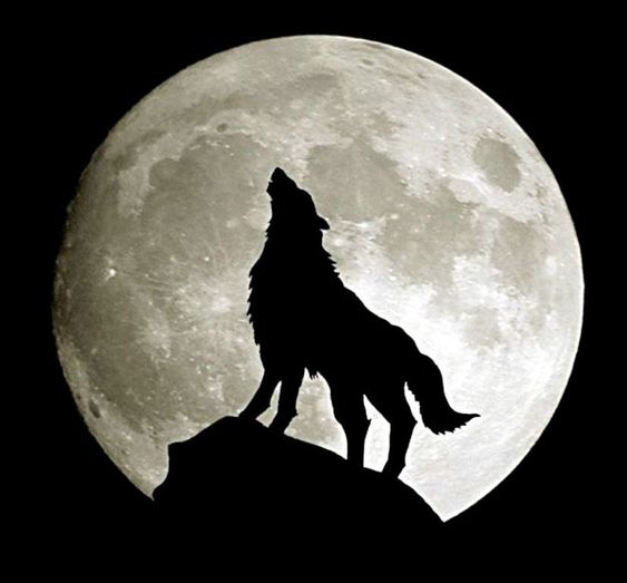 حيوان ذئب في الغابة ليلا