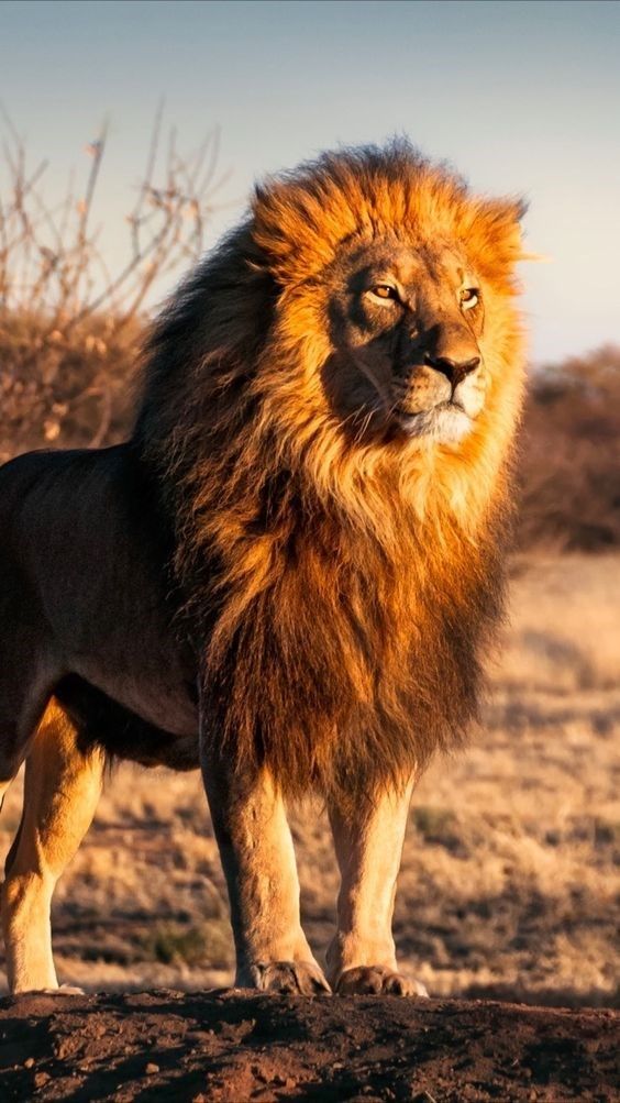 معلومات عن حيوان الاسد معلومات عنها طرق العيش الغذاء بيئتها التربية و التكاثر عالم الحيوان