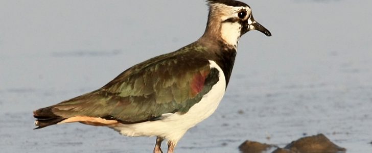 طائر أبو طيط ذو العرف