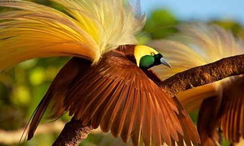 معلومات عن طيور الجنة عالم الحيوانات