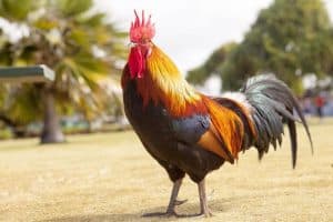 التزاوج عند الحيوانات عالم الحيوانات