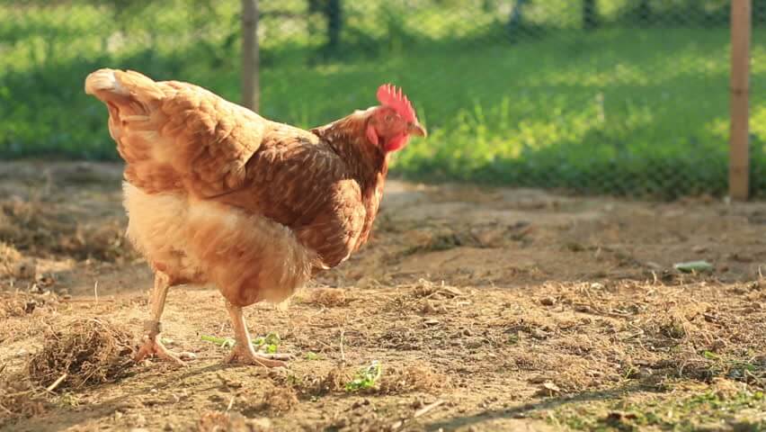 מידע על תרנגולות - מידע עליהן, דרכי החיים שלהן, מזונן, סביבתן, רבייה ורבייה, עולם החי