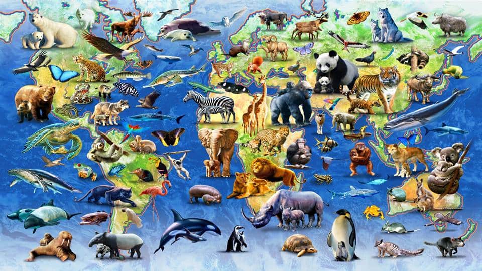 الحيوانات فقط اي تحتوي على من زواحف مجموعه اي مجموعة