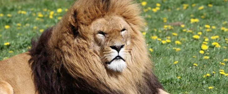 معلومات عن الحيوانات الفقارية