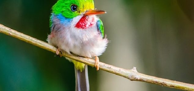 أجمل حيوان في العالم