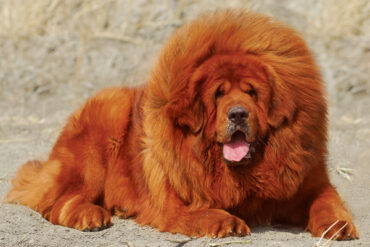 أغلى كلاب العالم