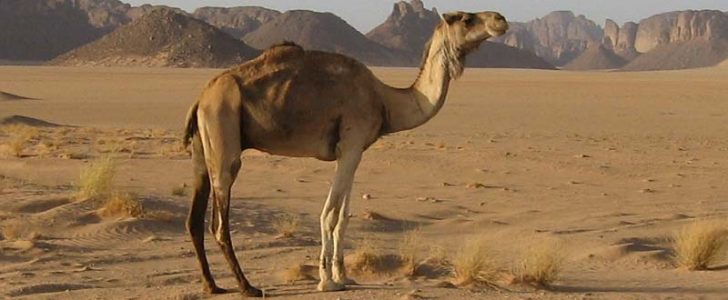 أقوى الحيوانات ذاكرة