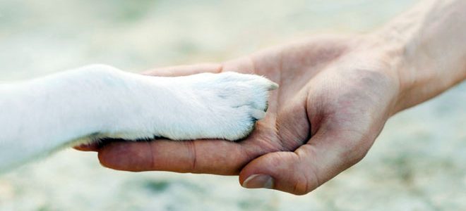 بحث عن الرفق بالحيوان