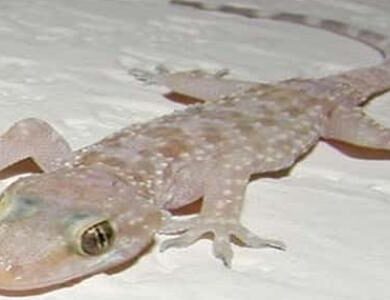 حيوان البرص