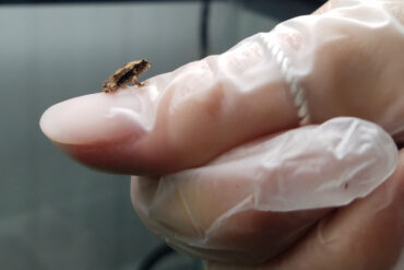 تعرف على أولاف ، فريق IVF Toad