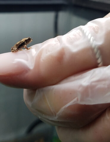 تعرف على أولاف ، فريق IVF Toad