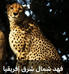 شمال شرق أفريقيا