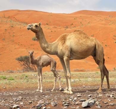 الجمل وحيد السنام