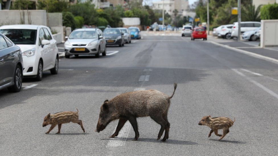 الخنازير البرية في فلسطين المحتلة