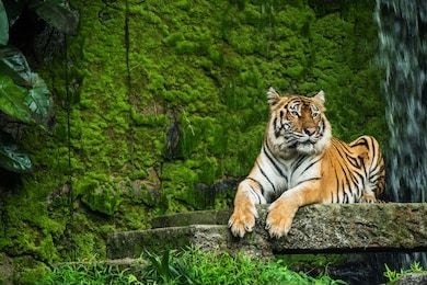 حيوان نمر البنغال