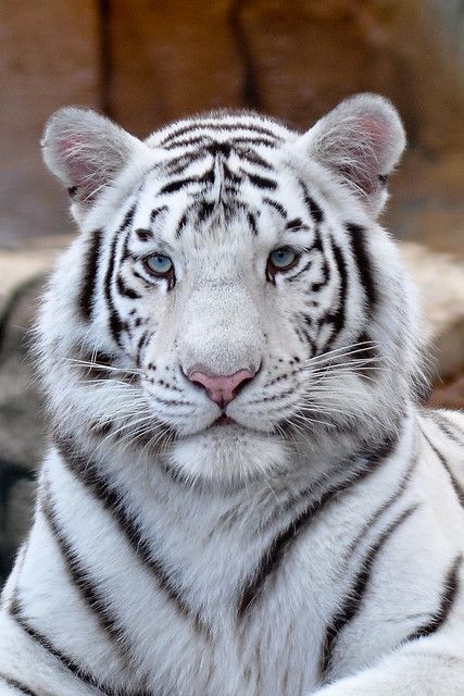 نمر بنغال أبيض اللون