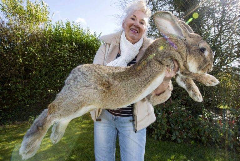 أكبر أرنب في العالم