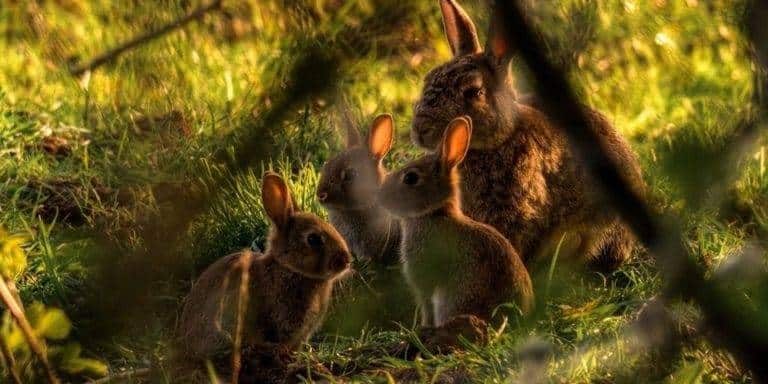 عائلة الأرانب