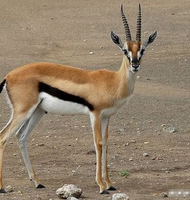 معلومات عن غزال طومسون