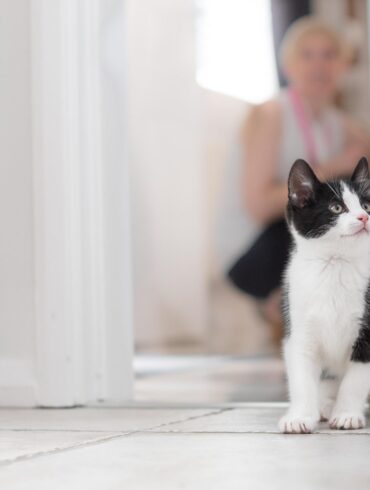 Animal Friends Pet Insurance Experts