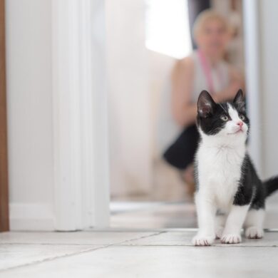 Animal Friends Pet Insurance Experts