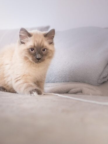Animal Friends Pet Insurance Experts