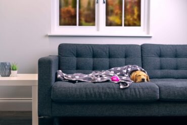Animal Friends Pet Insurance Experts