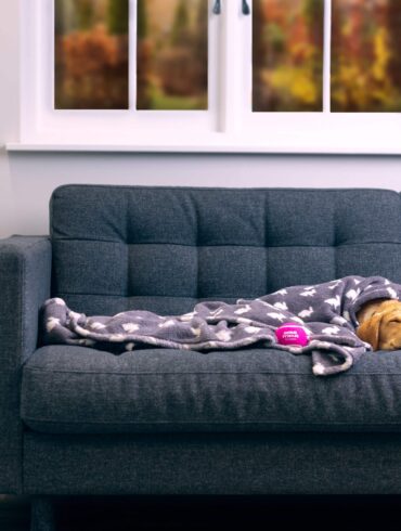 Animal Friends Pet Insurance Experts