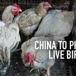 الصين تعلن عن خطط للتخلص التدريجي من بيع الطيور الحية للحوم