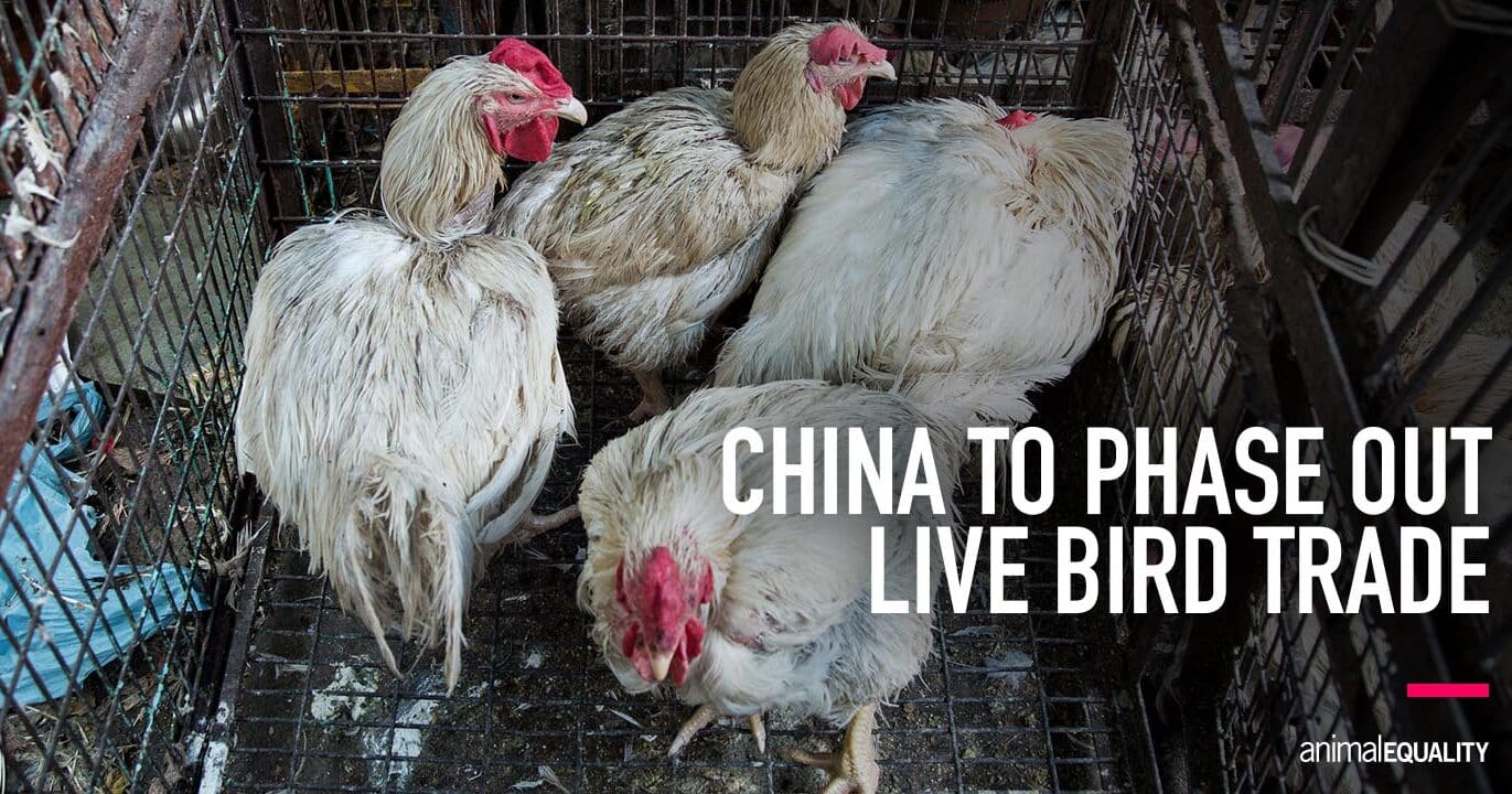 الصين تعلن عن خطط للتخلص التدريجي من بيع الطيور الحية للحوم