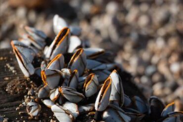 Barnacle (Cirripedia) - الحيوانات - الحيوانات AZ