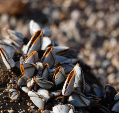 Barnacle (Cirripedia) - الحيوانات - الحيوانات AZ