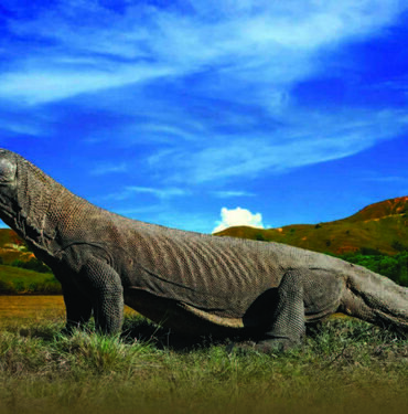 Komodo dragon