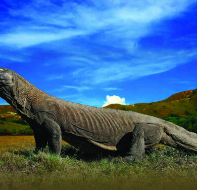 Komodo dragon
