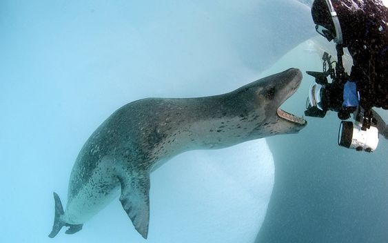 Leopard seal