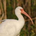 إيبيس (Threskiornithidae) - الحيوانات - الحيوانات AZ