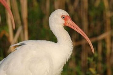 إيبيس (Threskiornithidae) - الحيوانات - الحيوانات AZ