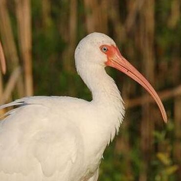 إيبيس (Threskiornithidae) - الحيوانات - الحيوانات AZ