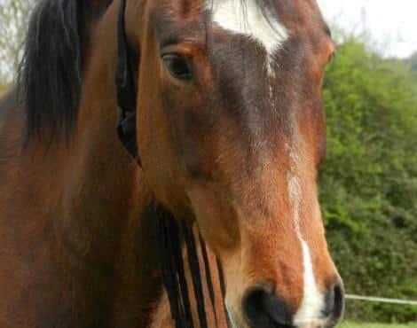 الحصان (Equus Caballus) - الحيوانات