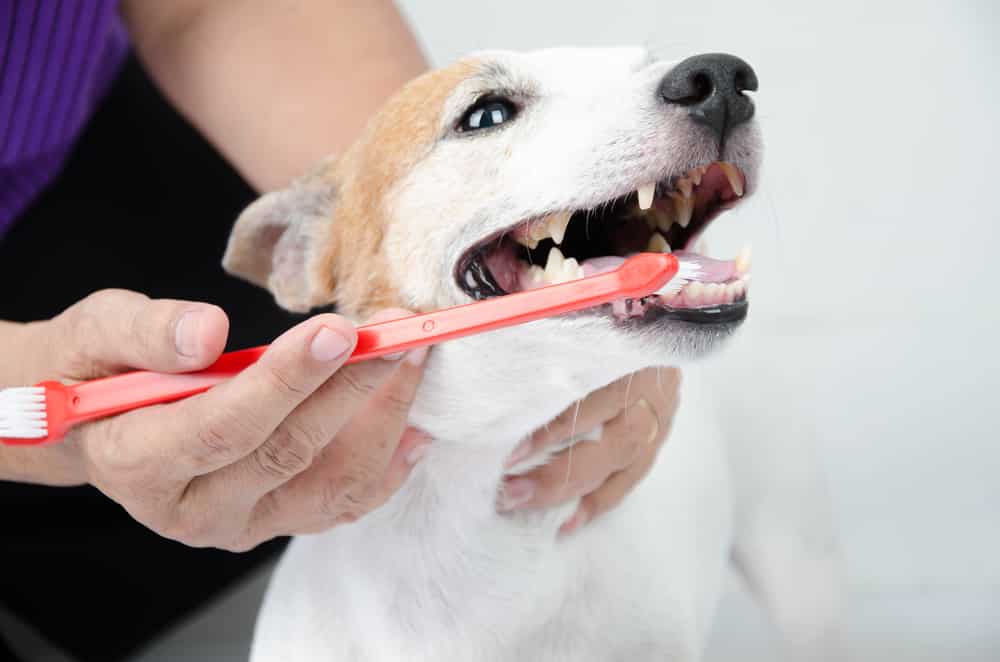 تنظيف اسنان الكلب