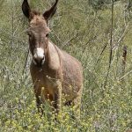 حمار (Equus Asinus) - الحيوانات