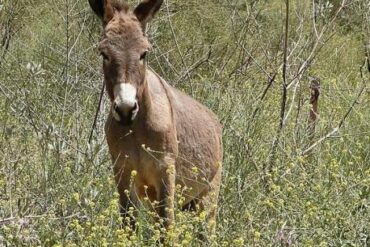 حمار (Equus Asinus) - الحيوانات