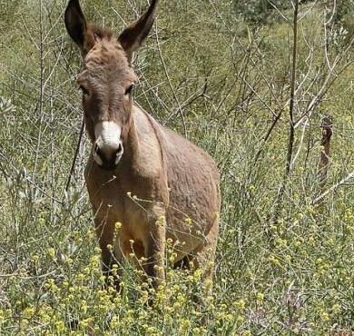 حمار (Equus Asinus) - الحيوانات