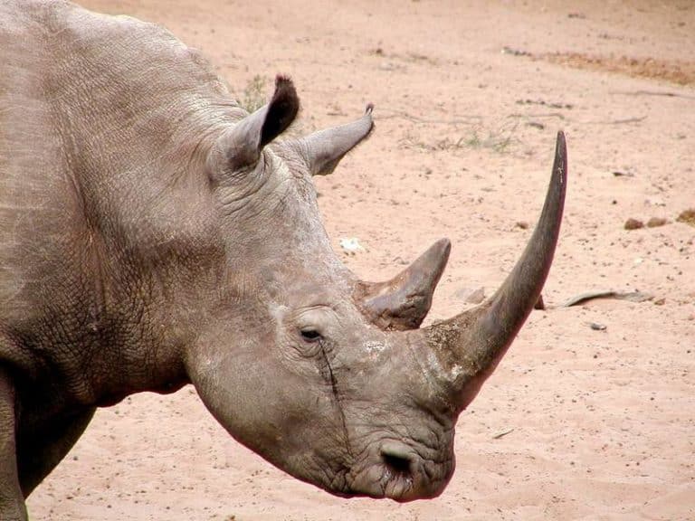 حيوان وحيد القرن