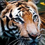 نمر الملايو (Panthera Tigris Jacksoni) - الحيوانات