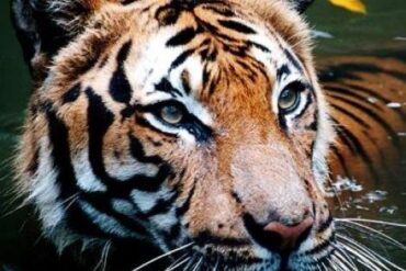 نمر الملايو (Panthera Tigris Jacksoni) - الحيوانات