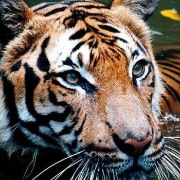 نمر الملايو (Panthera Tigris Jacksoni) - الحيوانات
