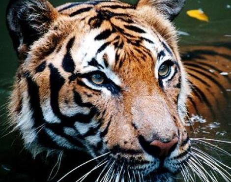 نمر الملايو (Panthera Tigris Jacksoni) - الحيوانات
